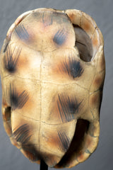 ESCULTURA REPLICA CAPARAZON DE TORTUGA NEGRO