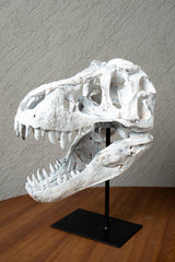 ESQUELETO CRANEO DINOSAURIO