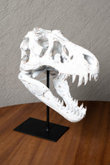 ESQUELETO CRANEO DINOSAURIO