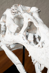 ESQUELETO CRANEO DINOSAURIO