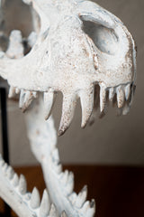 ESQUELETO CRANEO DINOSAURIO